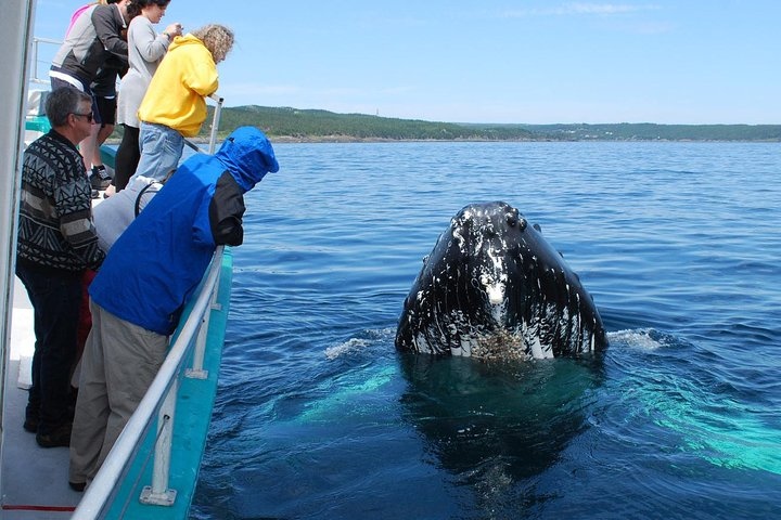 2 Day Tour to Bentota & Whale Watching From Colombo - Photo 1 of 8